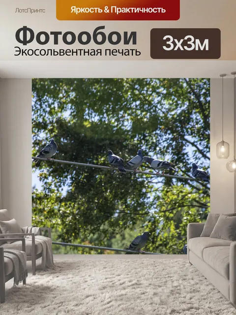 Фотообои Голуби на проводе