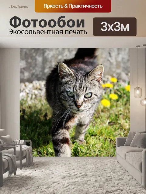 Фотообои Кот