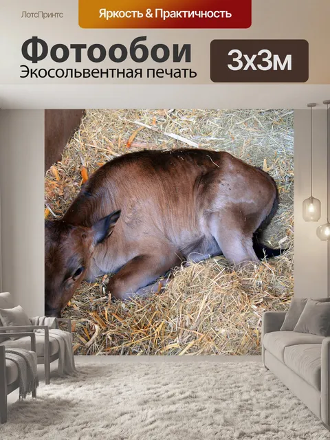 Фотообои теленка в стабильном, Ирен молочной ферм