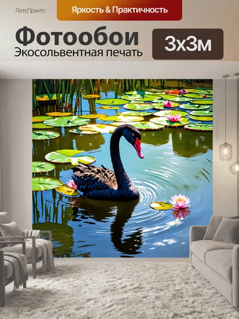 Фотообои черный лебедь, красивый и величественный, плавает по спокойной поверхности пруда, окруженного зелеными…