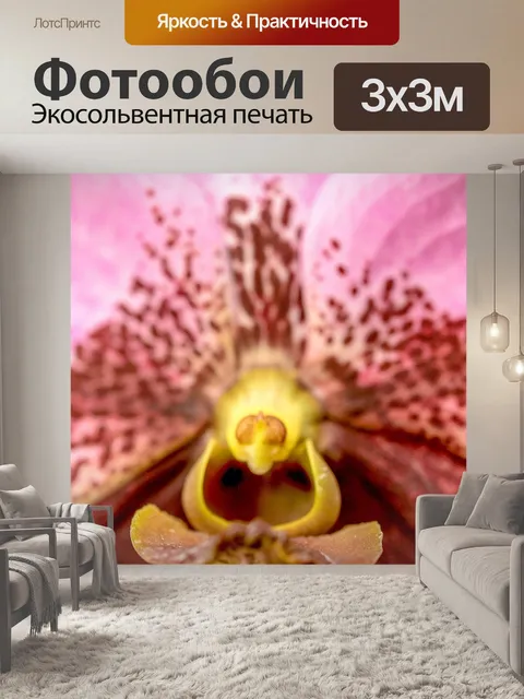Фотообои Цветок орхидеи