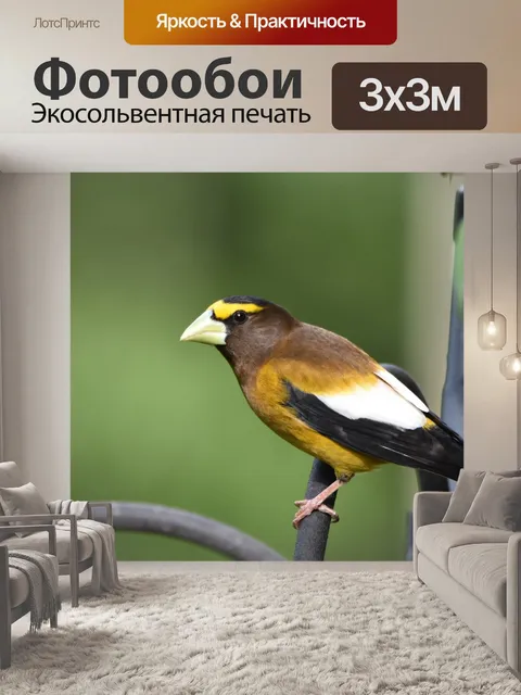 Фотообои Вечерний Гробоклюв