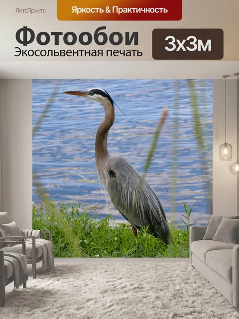 Фотообои Большая голубая цапля