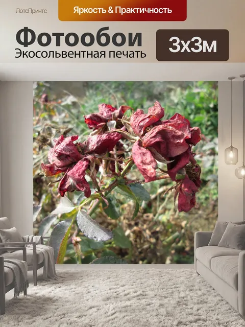 Фотообои Увядшие розы Макро 6