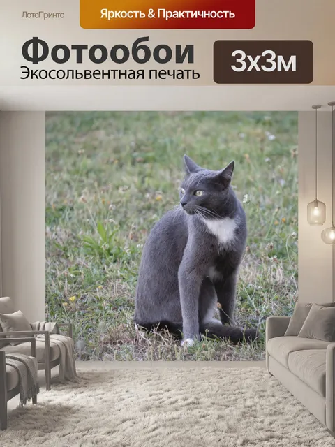 Фотообои Серый кот поворачивает голову