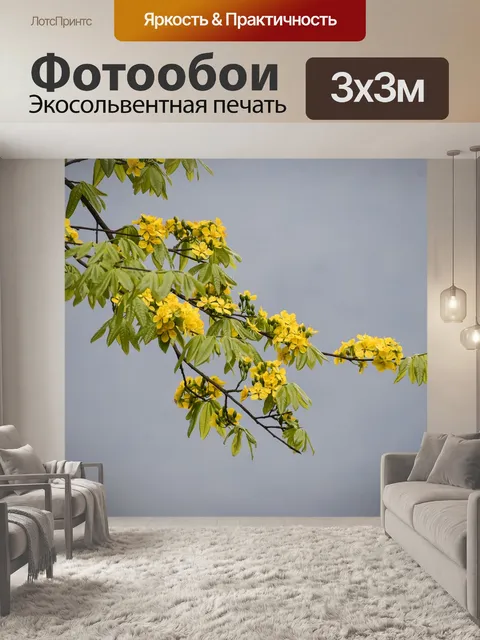 Фотообои Желтый цветок абрикоса