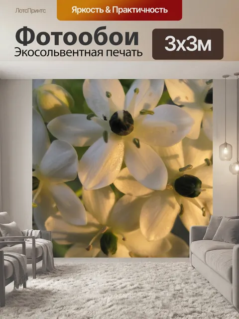 Фотообои Orinthogalum aribicum цветок