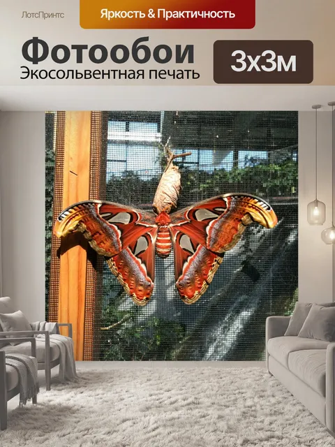 Фотообои Бабочка