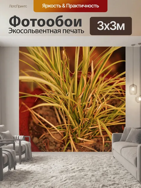 Фотообои Трава в горшке