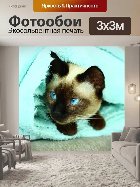 Фотообои Сиамская кошка