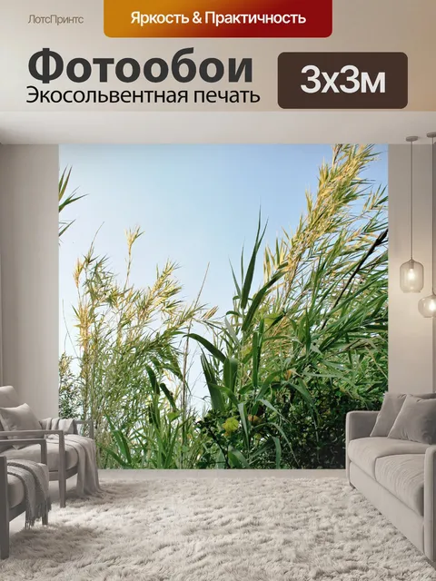 Фотообои камыш советы в солнечном свете