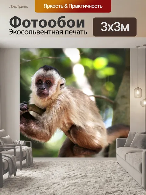 Фотообои Обезьяна