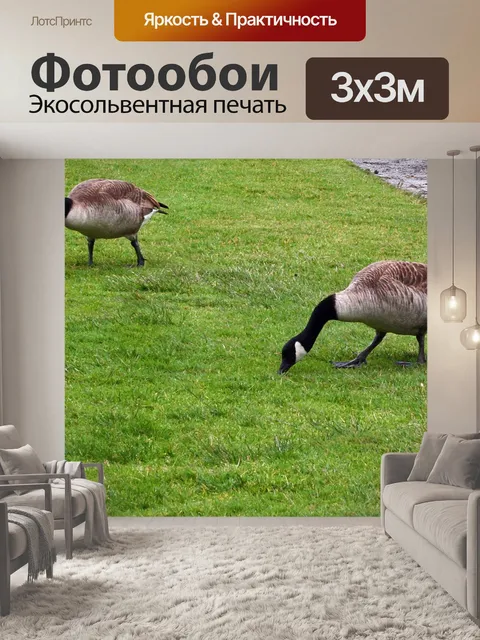 Фотообои Гуси eating