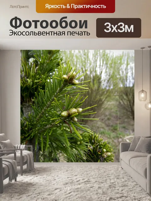 Фотообои Пихта