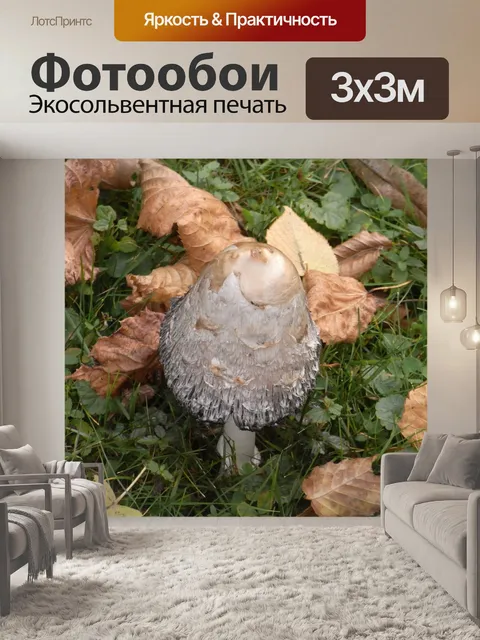 Фотообои Гриб