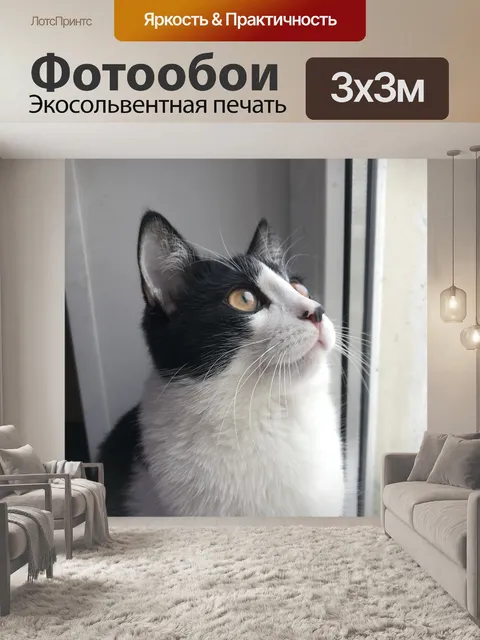 Фотообои Cat
