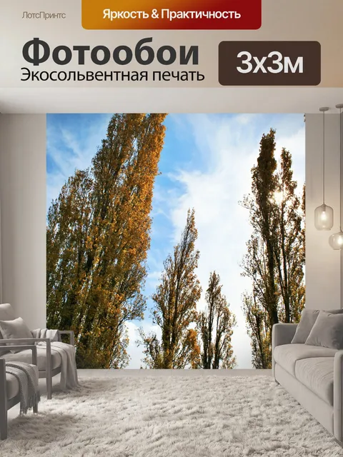 Фотообои высокие тонкие тополя