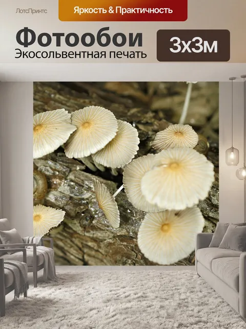 Фотообои Гриб