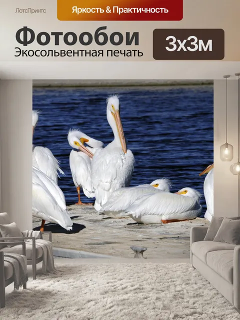 Фотообои Семь белых пеликанов