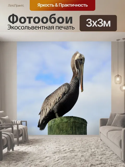 Фотообои Пеликан в дикой природе