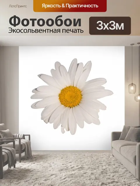 Фотообои Дэйзи цветок белый фон