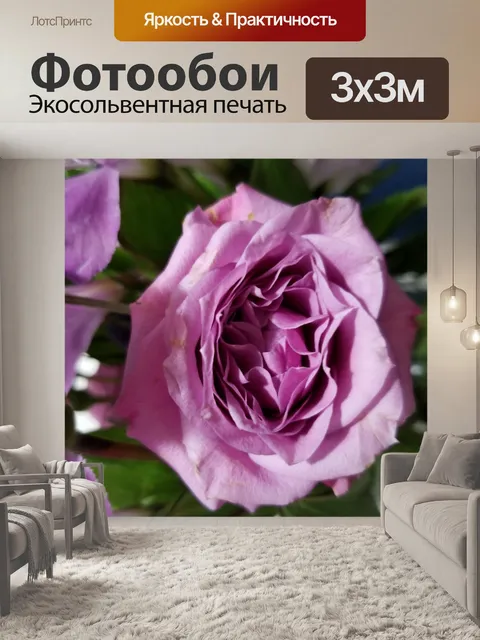 Фотообои Лавандовая роза крупным планом