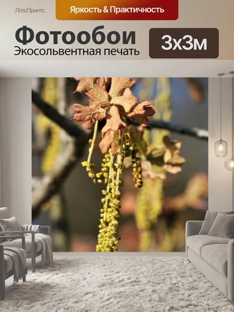 Фотообои Дубовые листья и сережки