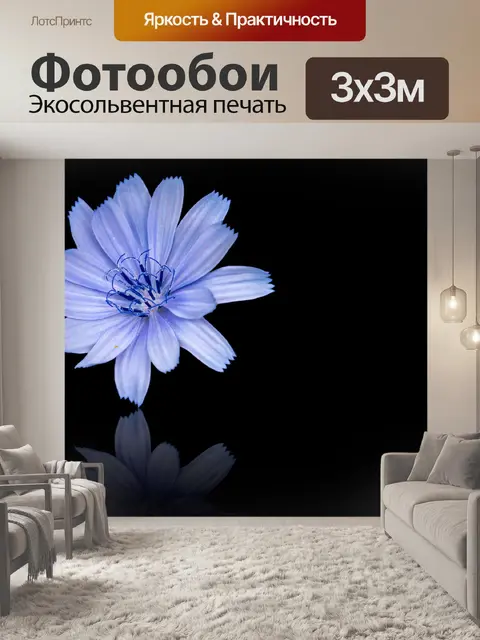 Фотообои Голубой цветок, цикорий