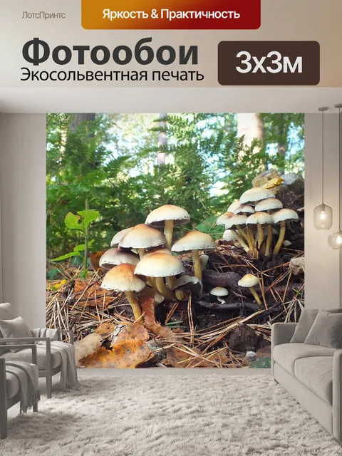 Фотообои Грибы