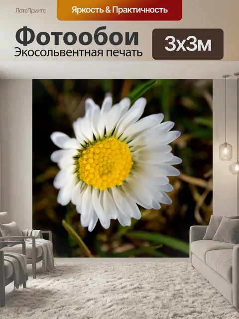 Фотообои Маргаритка