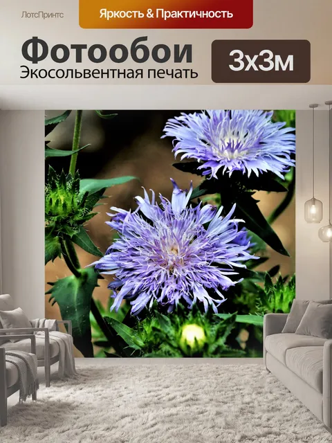 Фотообои Два фиолетовых астры крупным планом