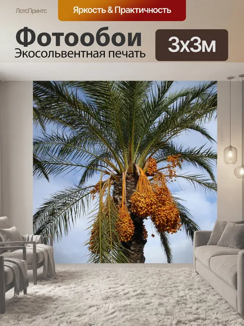 Фотообои Финиковая пальма