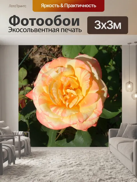 Фотообои Закат роза