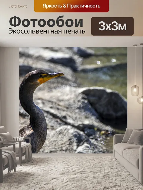 Фотообои Баклан-птица