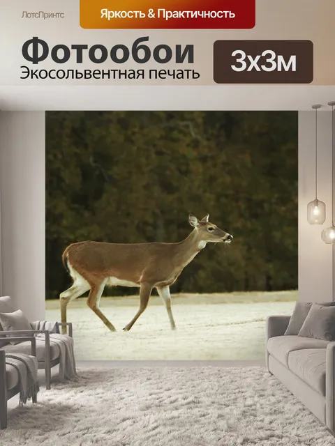 Фотообои Белохвостая лань в морозной траве