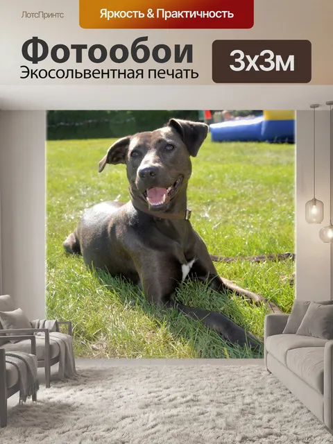 Фотообои Дворняжка