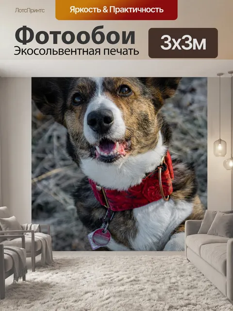 Фотообои Корги