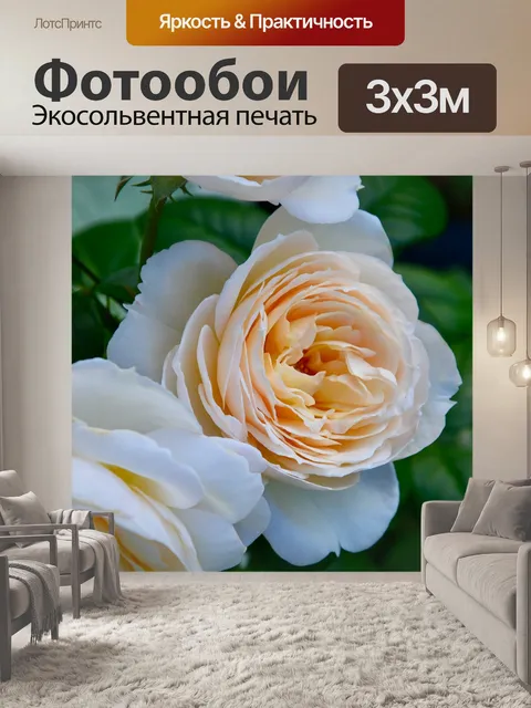 Фотообои Розы