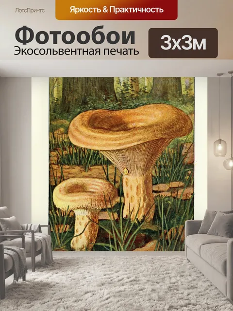 Фотообои Грибы век винтаж старый