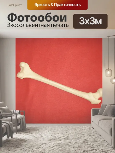 Фотообои Кость