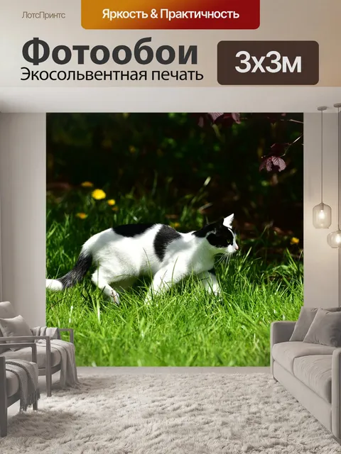 Фотообои Кот