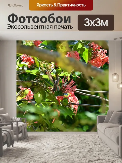 Фотообои Колибри