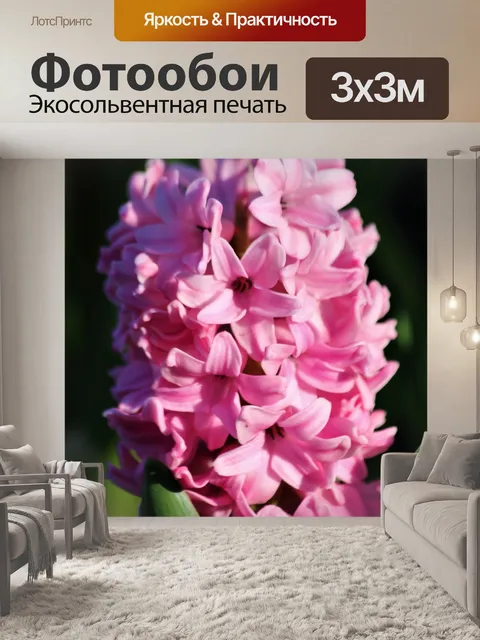Фотообои Розовый цветок гиацинта крупным планом 2