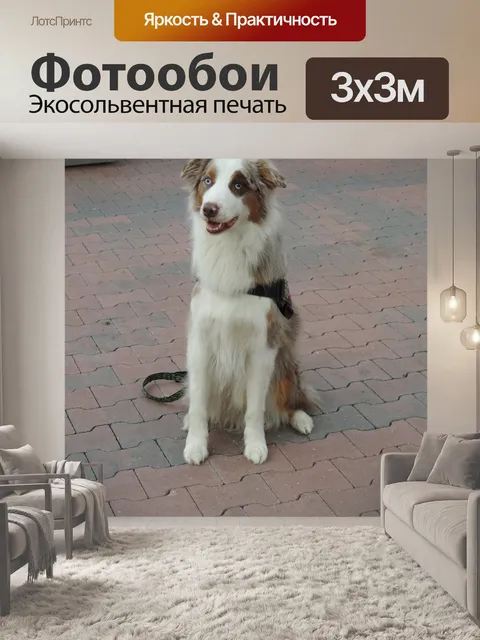 Фотообои Красивая собака
