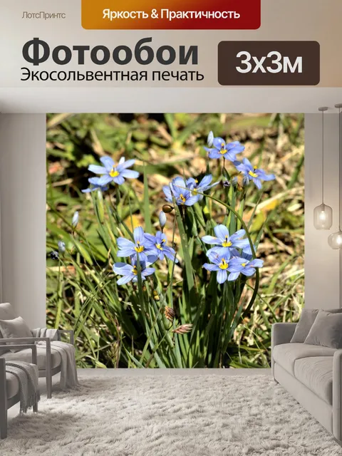 Фотообои Голубоглазая трава Полевые цветы 2