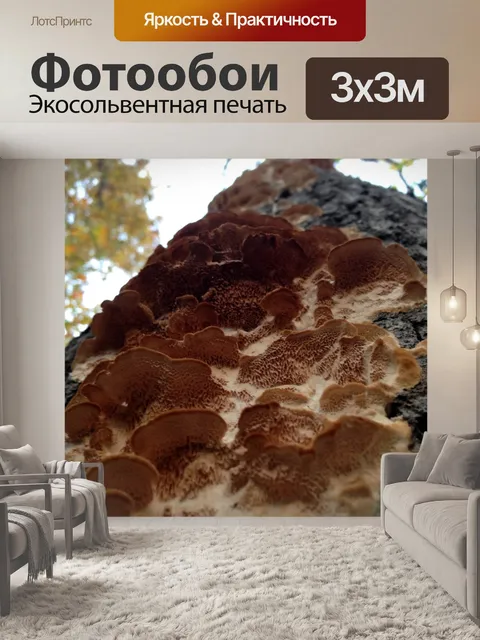 Фотообои Гриб до ствола дерева