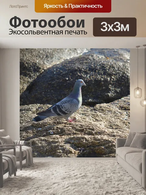 Фотообои Глаз голубя