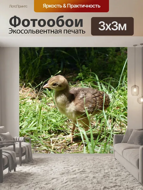 Фотообои Павлин