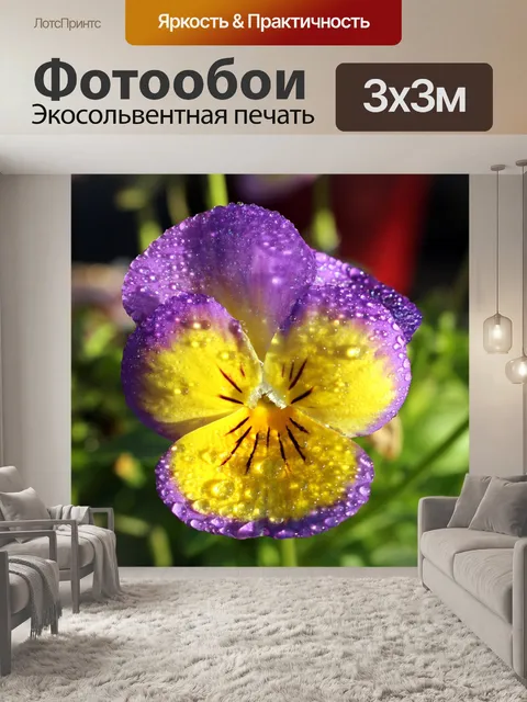 Фотообои Фиолетовые и Желтые анютины глазки и рос