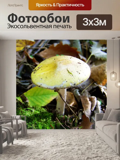 Фотообои Гриб